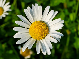 Fototapeta premium Close up of an oxeye daisy (Leucanthemum vulgare) flower head displaying bright white ray florets around a dense yellow central disc.