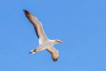 Fototapeta premium Northern gannet bird in graceful flight against a clear blue sky with wildlife graceful creature predator