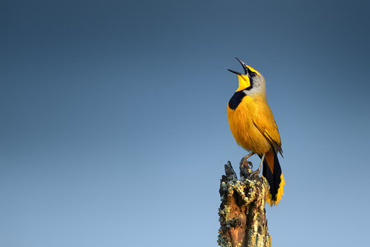 Small yellow bird singing loudly while perched on a branch with wildlife songbird creature wildlifephotogra