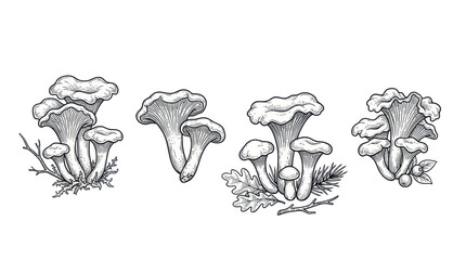 Chanterelle mushrooms set with forest leaves and moss in line art © puan