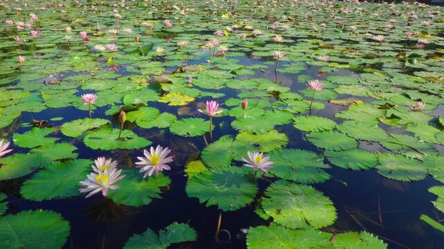 Wide Angle View of Expansive Water Lily Farm in Tropical Climate
