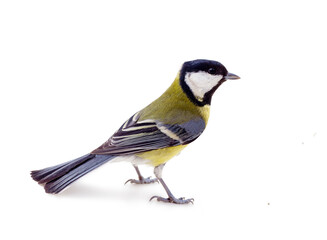 Great tit bird standing isolated on a plain white background studio shot with wildlife isolated background © AssetForge Studio