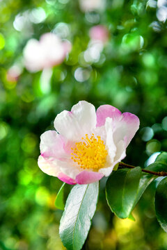 Camellia showcases delicate petals against natural background