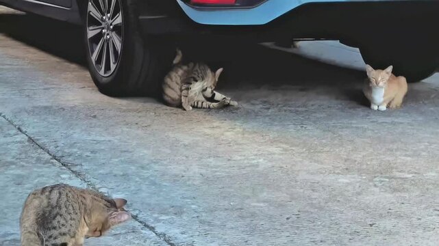 Two gray tabby cats clean themselves up by licking themselves with their tongue as a yellow cat looks on.