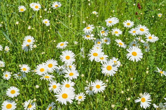 Margeriten (Leucanthemum), Wiese, Landkreis Uckermark, Brandenburg, Deutschland