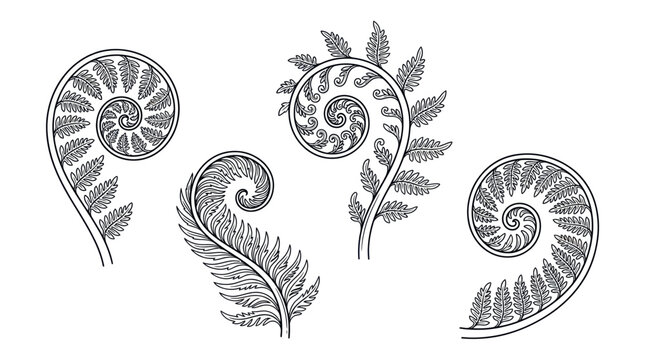 fern leaves and ammonite fossils