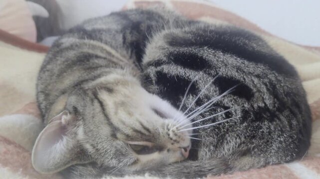 Indoor close up shot captures a beautiful Bengal Siamese cross breed cat with distinct marbled and striped fur patterns curled up asleep on a soft plush blanket in warm ambient home lighting.