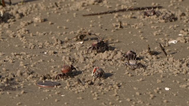 Size of a fiddler crab in relation to a quarter