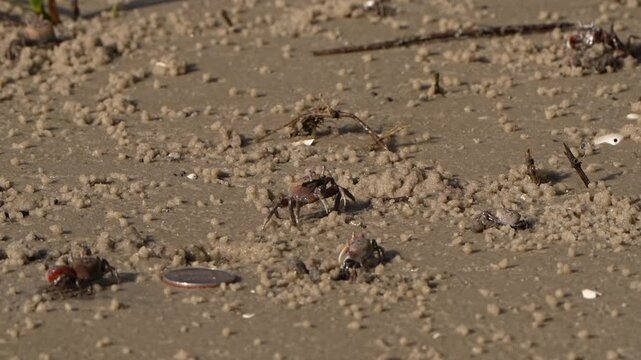 Size of a fiddler crab compared to a quarter