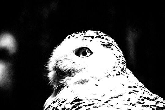 Schneeeule im Profil &ndash; Kontrastreiches Schwarz-Wei&szlig;-Portr&auml;t einer Eule vor dunklem Hintergrund