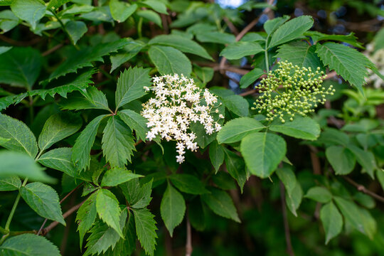 European elderberry shrub with white elderflower clusters and fresh green compound leaves. Useful for themes of herbal medicine, edible flower, wild food, natural remedy, tea, syrup and summer foragin