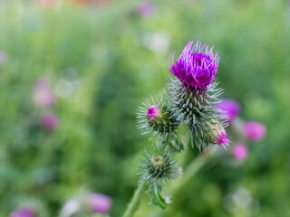 Fototapeta premium Close up of a purple spear thistle flower with spiny buds and soft green background. Wild meadow plant for natural texture, pollinator habitat, weed identification, botany and summer flora concepts.