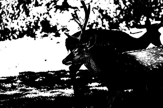 Hirsch im Wald als kontrastreiche Schwarz-Wei&szlig;-Silhouette &ndash; K&uuml;nstlerische Natur-Grafik