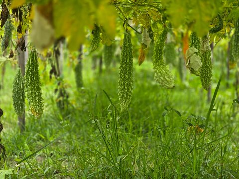Fresh green bitter gourds hanging from a vine in a home garden, showing healthy organic vegetable cultivation. Also known as Momordica charantia, commonly called bitter melon, cerassee, or goya.