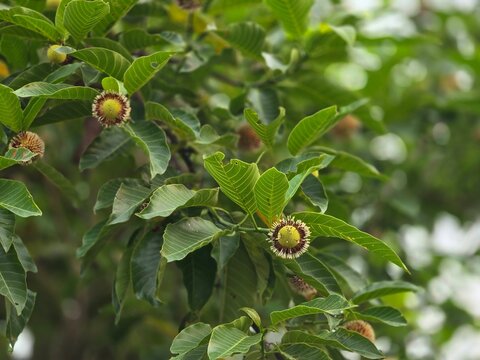 Close-up view of a blooming Burflower (Neolamarckia cadamba), also known as the Kadam or Kadamba flower. The image showcases its distinctive spherical yellow-orange flower head, making it an excellent