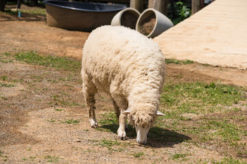 Fototapeta premium Sheep Grazing in Rural Setting: A fluffy sheep with a white woolly coat grazes on sparse grass in a rustic outdoor environment, surrounded by rustic farm elements.