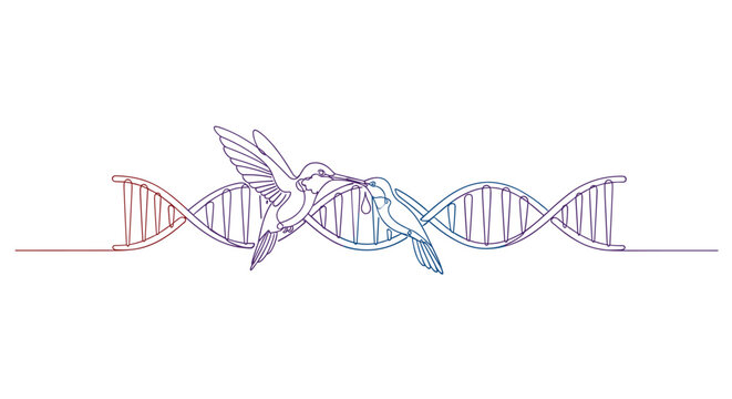A stylized hummingbird duo hovers near a DNA double helix structure illustrated with a continuous gradient line on a plain white background surface.