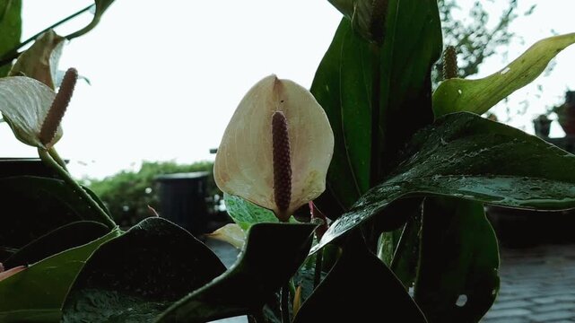 Close up wet white anthurium flower
