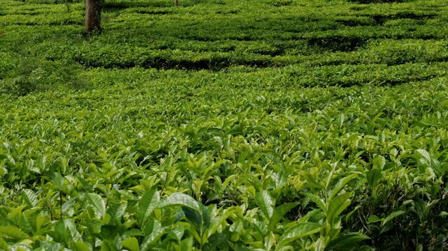 A smooth horizontal footage revealing the beautiful environment around a tea plantation, transitioning from vibrant green crops to colorful ornamental trees and a majestic mountain peak.