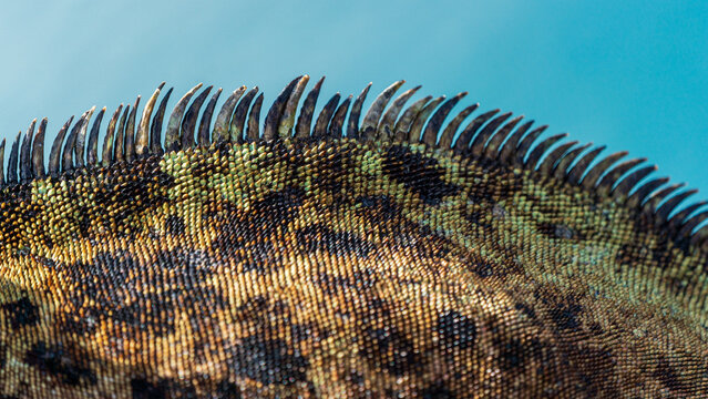 Close Up of Marine Iguana Scales and Dorsal Spines in Galapagos