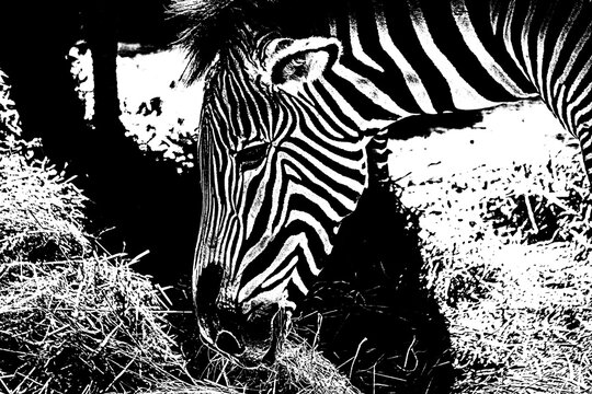Schwarz-wei&szlig; Grafik eines Zebras beim Fressen