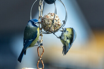 blue tits eating in garden © Lena