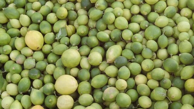 green lemon, Close up of a bunch Green lemons on tree.Thai green lemon tree in the garden.Green juicy lemons are laid out on the counter in the store. Healthy eating.