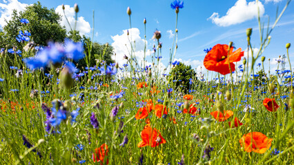 Obraz premium Low angle close-up of blooming red poppies and blue cornflowers in a green meadow, photographed in bright sunlight under a blue sky with white clouds, featuring a blurred foreground and background tre