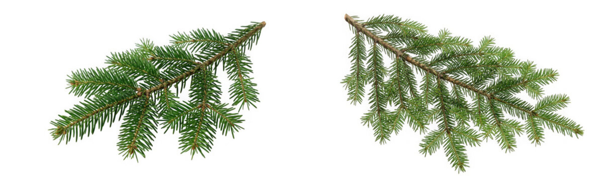 Two green pine tree branches with fresh needles as PNG asset isolated on transparent background