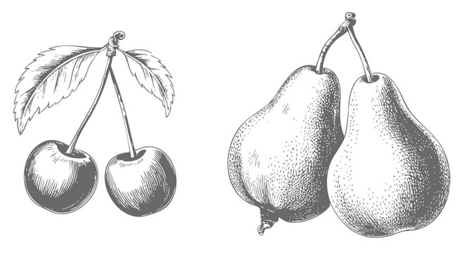Hand drawn pears and cherries in vintage botanical line art.
