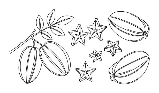 Minimalist Star Fruit Line Art Vector Illustration with Tropical Exotic Superfood Coloring Page Design