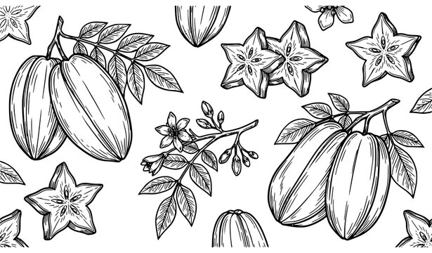 Star Fruit Carambola Slice Vector Sketch Botanical Coloring Page Exotic Tropical Fruit Illustration