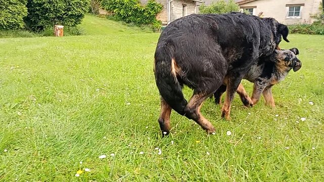 Chiot beauceron arlequin 2 mois et demi