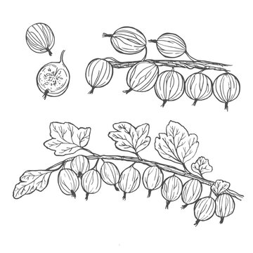 Hand drawn gooseberry branch and berries sketch vector illustration