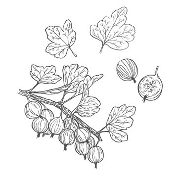 Hand drawn gooseberry branch and berries sketch vector illustration