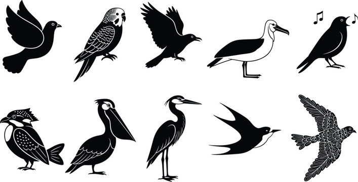 Black and white bird silhouette vector collection featuring diverse species including pigeons, parrots, pelicans, herons, and seagulls for nature lovers and decorative wildlife design projects