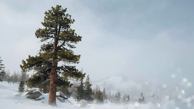Solitary pine tree enduring a winter blizzard at dusk &ndash; Great for unwavering character metaphors, mountain recreation, or cold weather news.