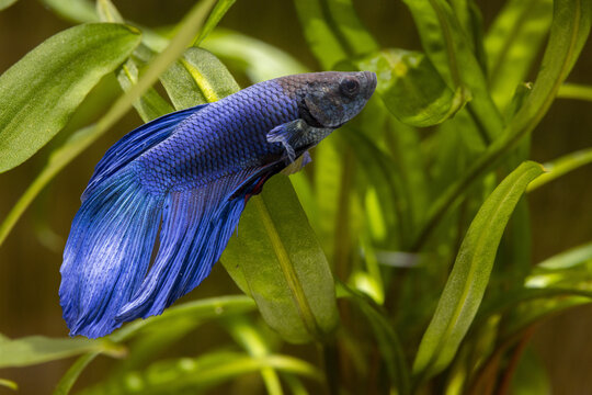 Blue and black siamese fighting fish in an aquarium among plants