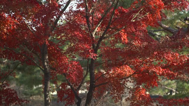 Pine tree with red autumn leaves
