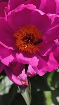 Vertical 4K slow motion footage of blooming pink peony flowers (Paeonia) with bees pollinating vibrant blossoms. Ideal for beauty, wellness, luxury branding, botanical themes and nature content.
