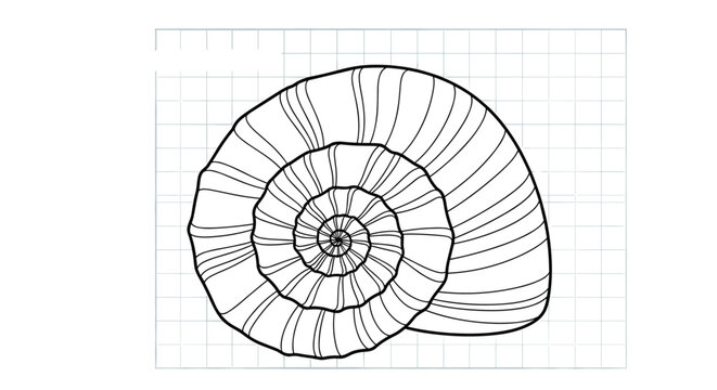 Detailed vector outline drawing of a spiral snail shell displayed on a light grey graph paper background.