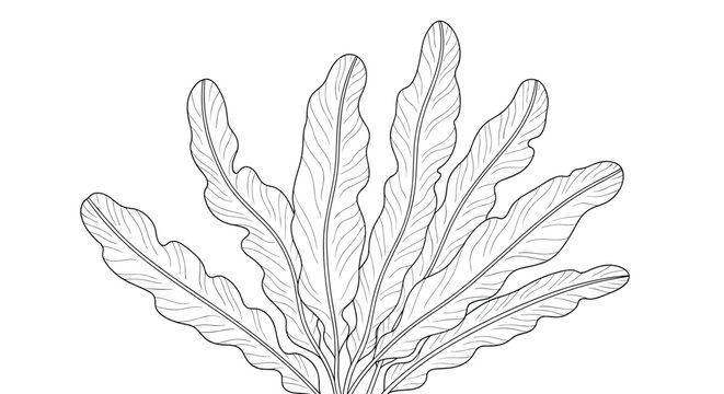 Black and white line art of wavy underwater kelp leaves growing upwards in a detailed botanical illustration.