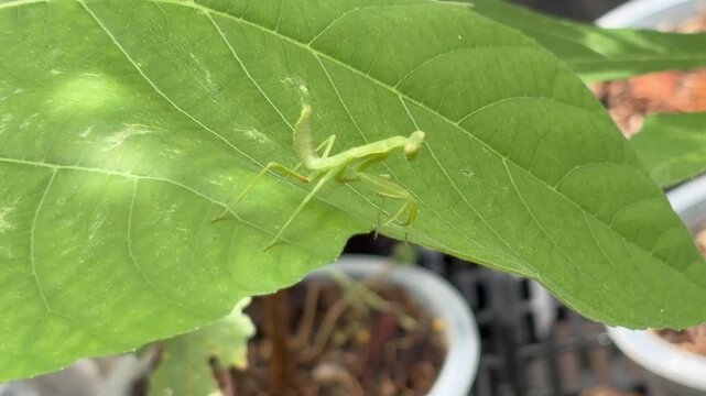 Close-up of a green praying mantis resting on a large fig tree leaf, showcasing natural camouflage, insect behavior, and garden biodiversity in a lush environment.