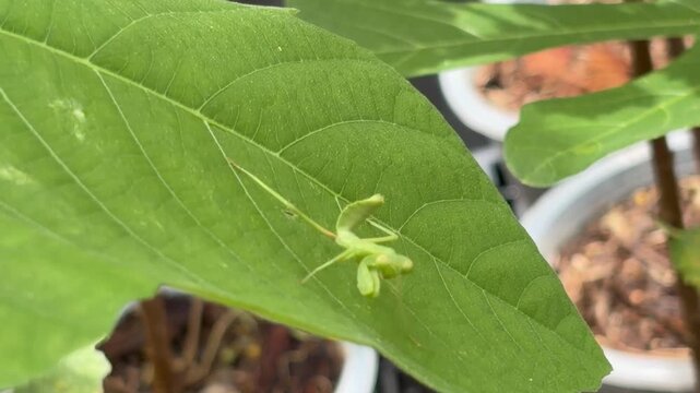 Cute small Praying Mantis perched on a fig leaf, looking directly at the camera. Close-up nature scene showcasing insect behavior, green foliage, and wildlife detail.