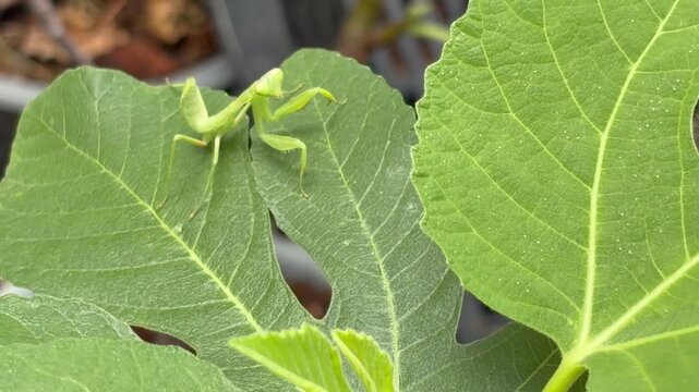 Close-up of a praying mantis perched on fig leaves, looking directly at the camera, showcasing fascinating insect behavior, camouflage, and natural garden wildlife.