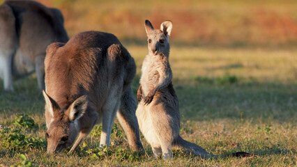 Young Eastern Grey Kangaroo Joey Standing Upright Next to Grazing Adult © blueringmedia