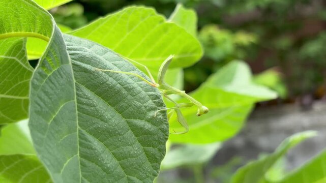 Cute small praying mantis resting on a green fig leaf. Close-up nature scene highlighting insect beauty, camouflage, wildlife behavior, and fresh garden foliage.