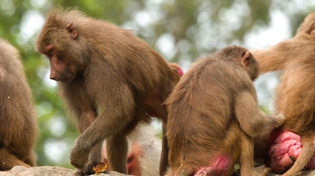 Hamadryas Baboons Grooming and Walking on Rocks in Zoo Enclosure