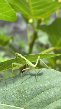 Close-up of a green praying mantis resting on a large fig tree leaf, showcasing natural camouflage, insect behavior, and gar
