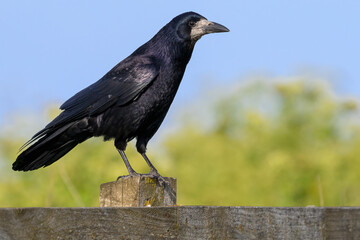 Adult  Rook , Corvus frugilegus © David